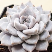 【PREMIUM】 抜き苗 ジュリアナ 【3年育成株】 Echeveria juliana