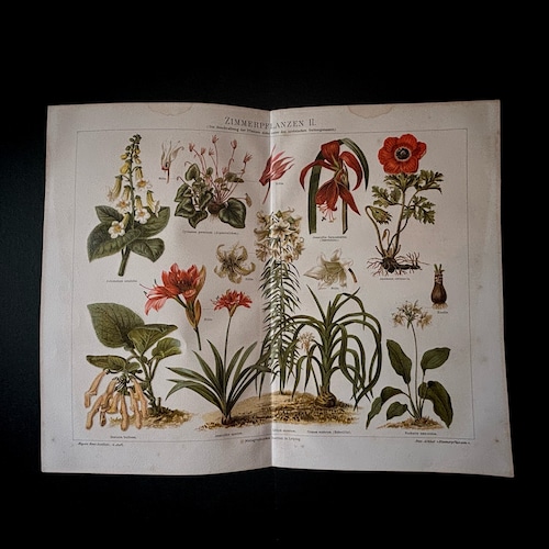 博物画「シクラメン、アマリリス、ユリなど」