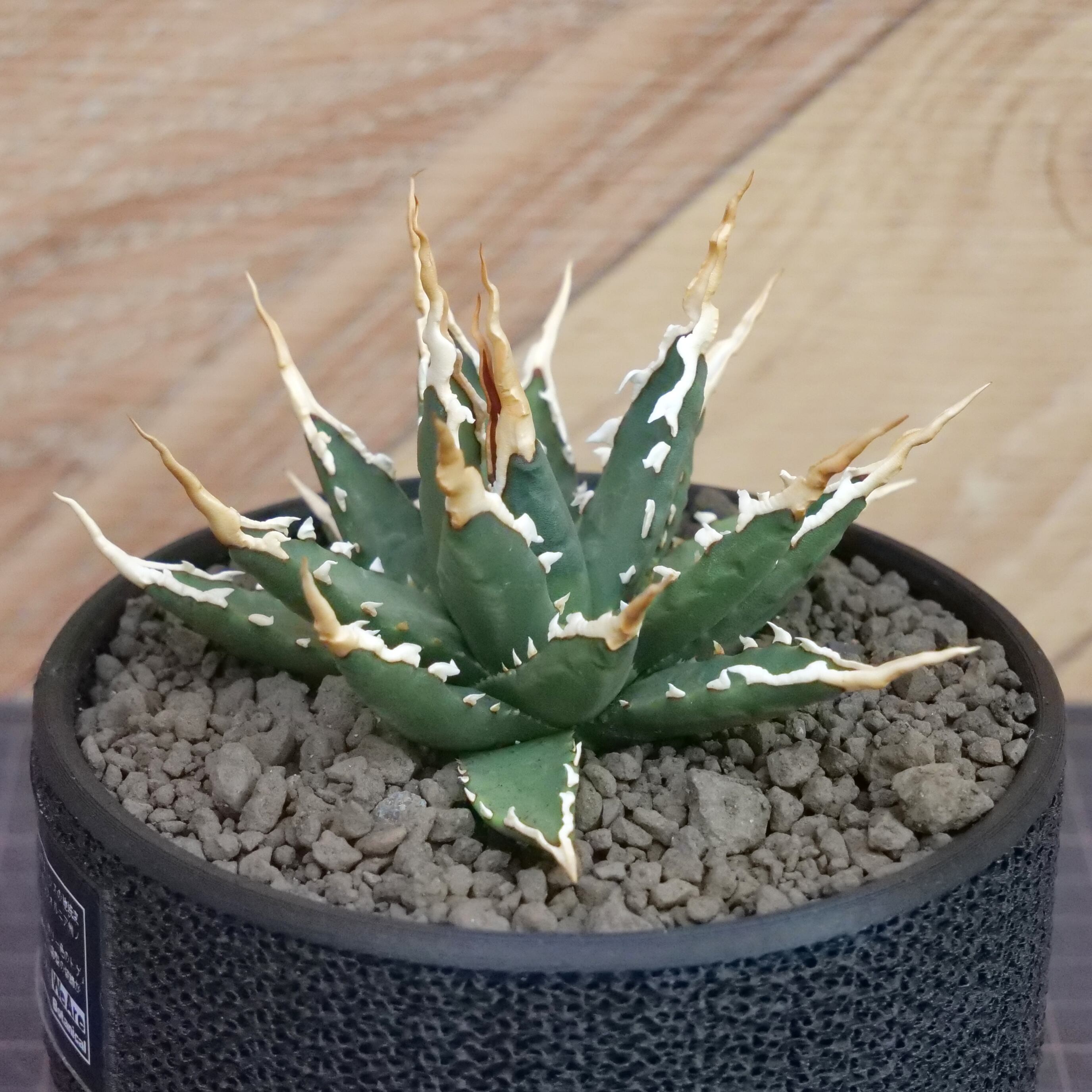 Agave utahensis eborispina アガベ エボリスピナ（実生3年） / 中株
