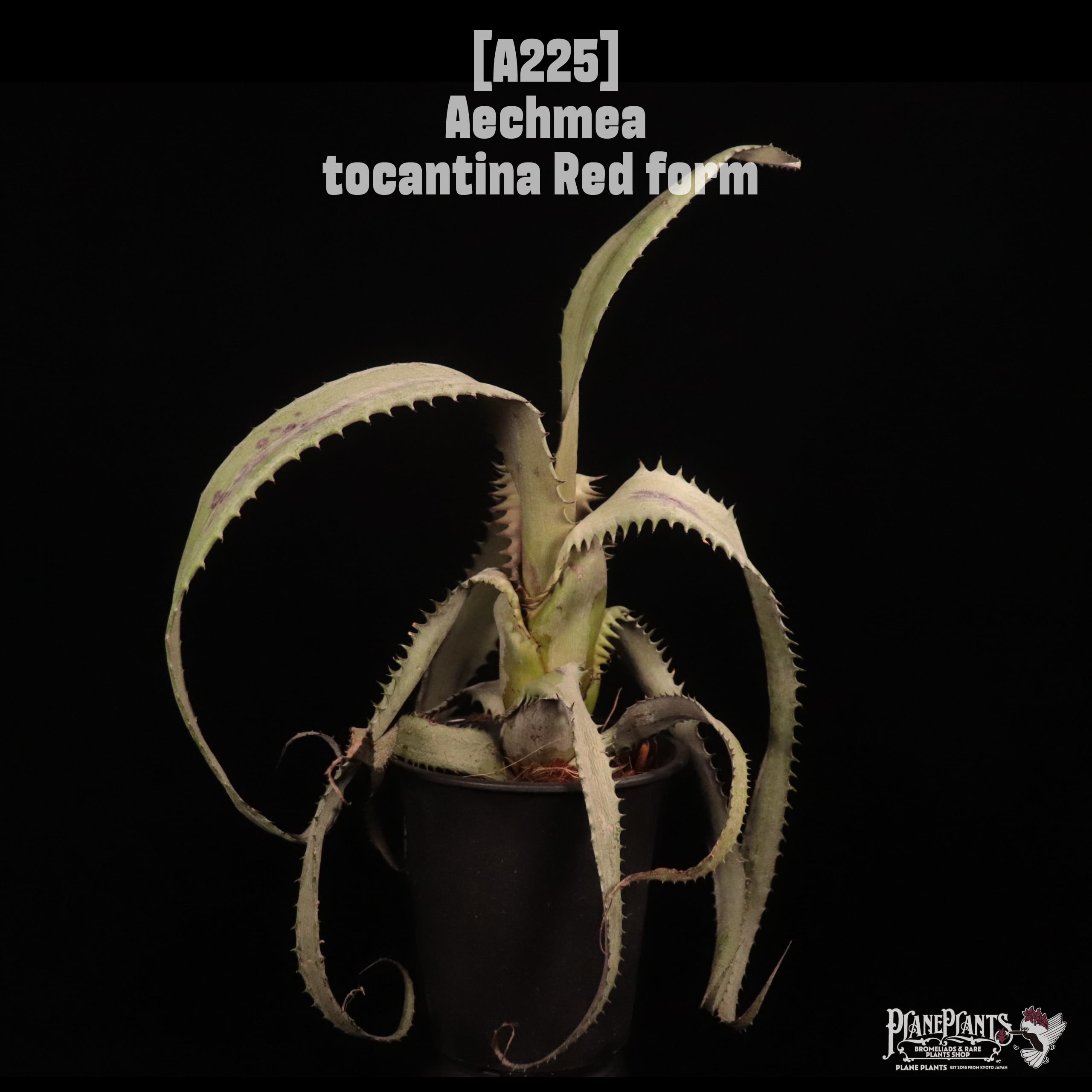 Aechmea tocantina Red form〔エクメア〕A225