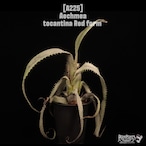Aechmea tocantina Red form〔エクメア〕A225