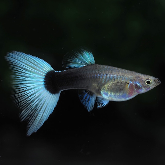 【現物】ドイツイエロータキシードリボン　1カルテット