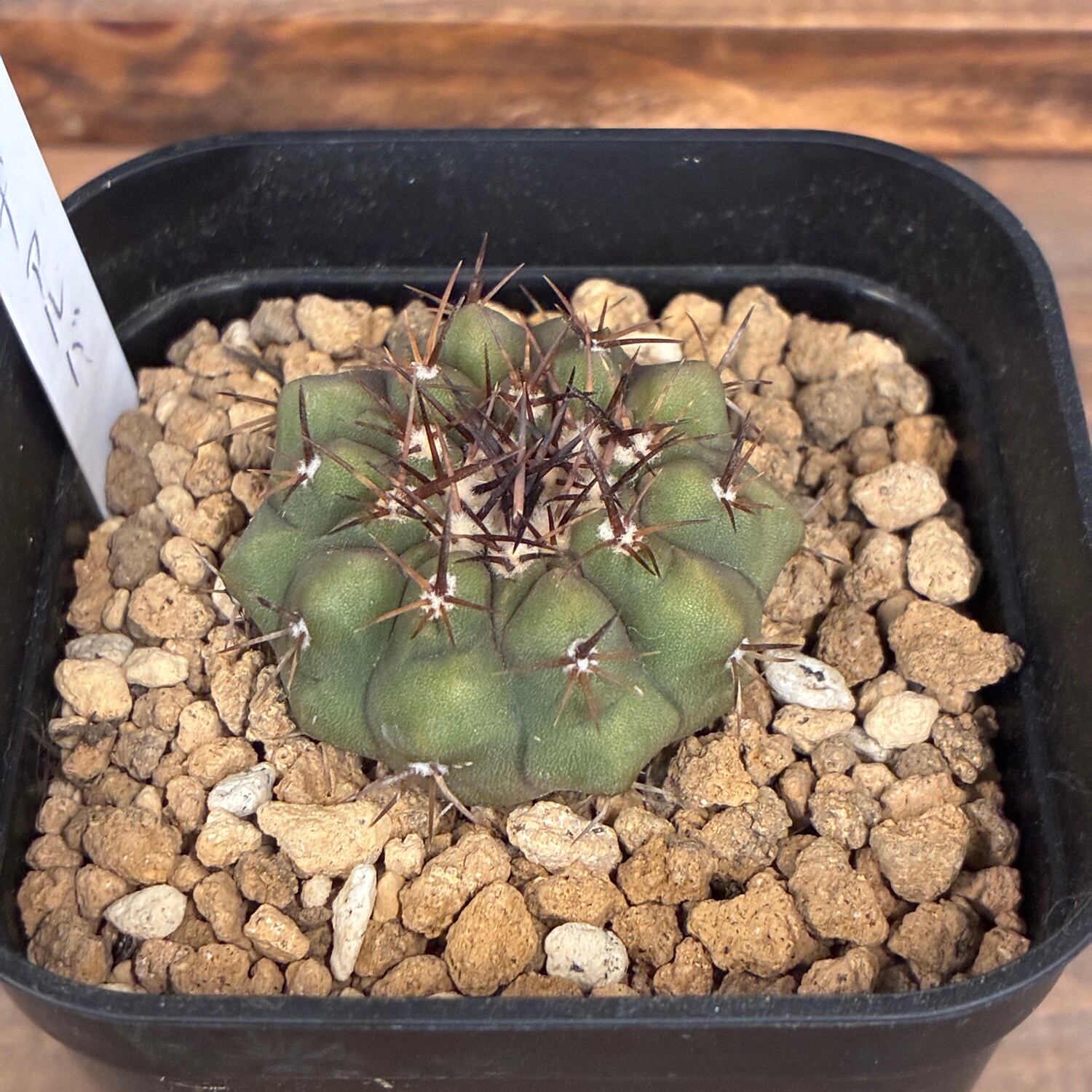 Copiapoa】サボテン コピアポア コルムナアルバ 孤竜丸 実生【924