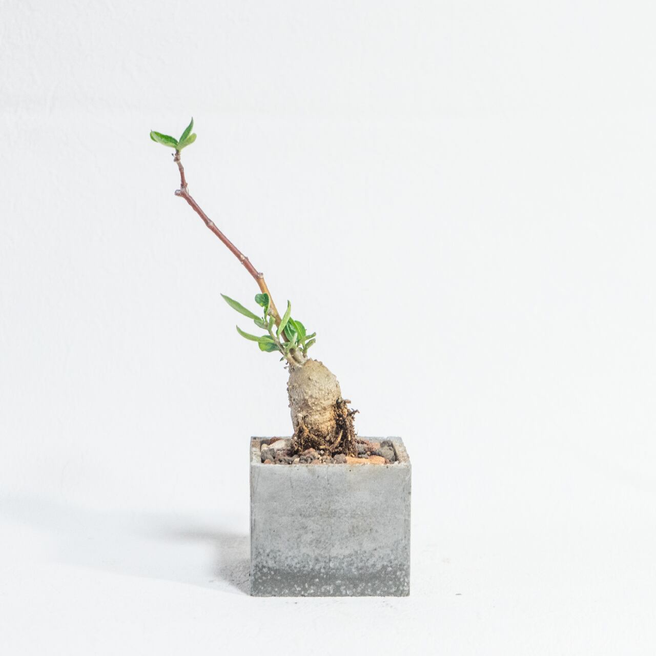 フォッケア・火星人|塊根の造形と軽やかに伸びる枝葉が魅力の手のひらサイズ【モルタル鉢仕立て】