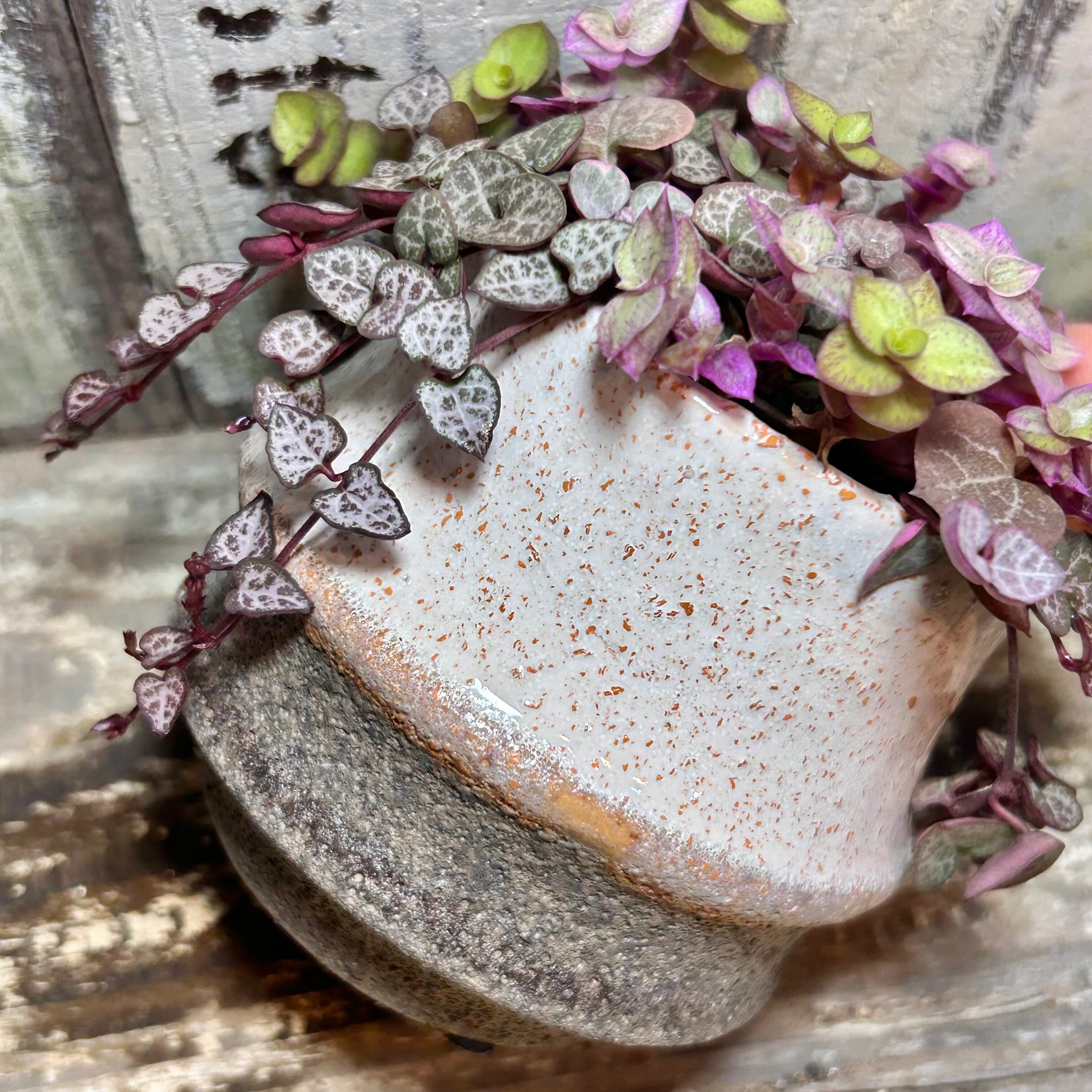 T)ハートカズラと桜色カリシアの寄せ植え | RuPo 多肉植物専門店
