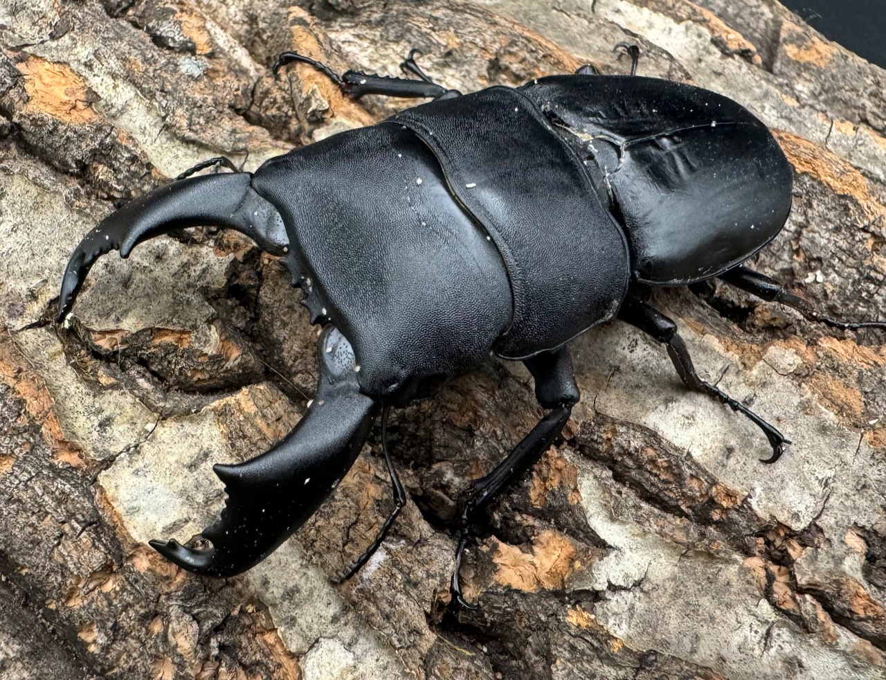 【WD】ショートホーン《スラウェシオオヒラタ 南スラウェシ産 80mm ペア》