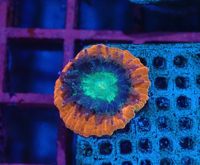 Trachyphyllia Baby 1