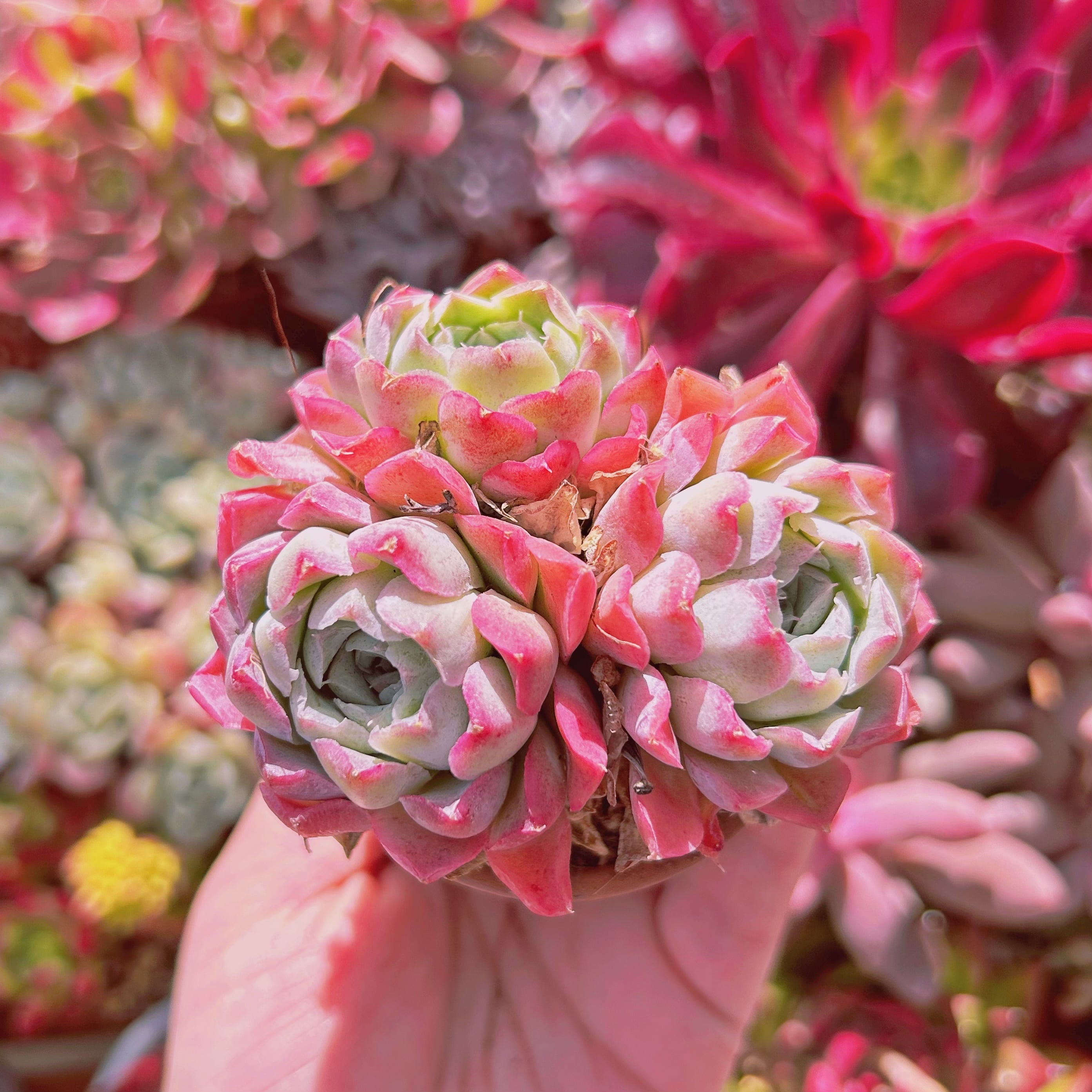 多肉植物　薔薇月影　3～4頭　特大