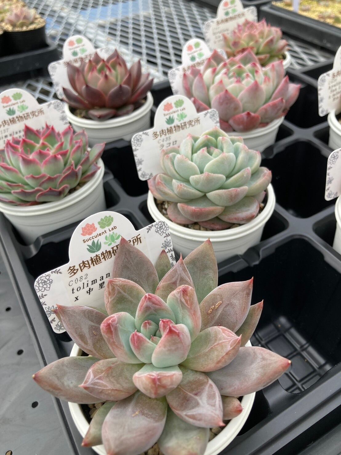 福袋】エケベリア交配・原種アソート 2号8入り【福箱】 | 多肉植物研究所