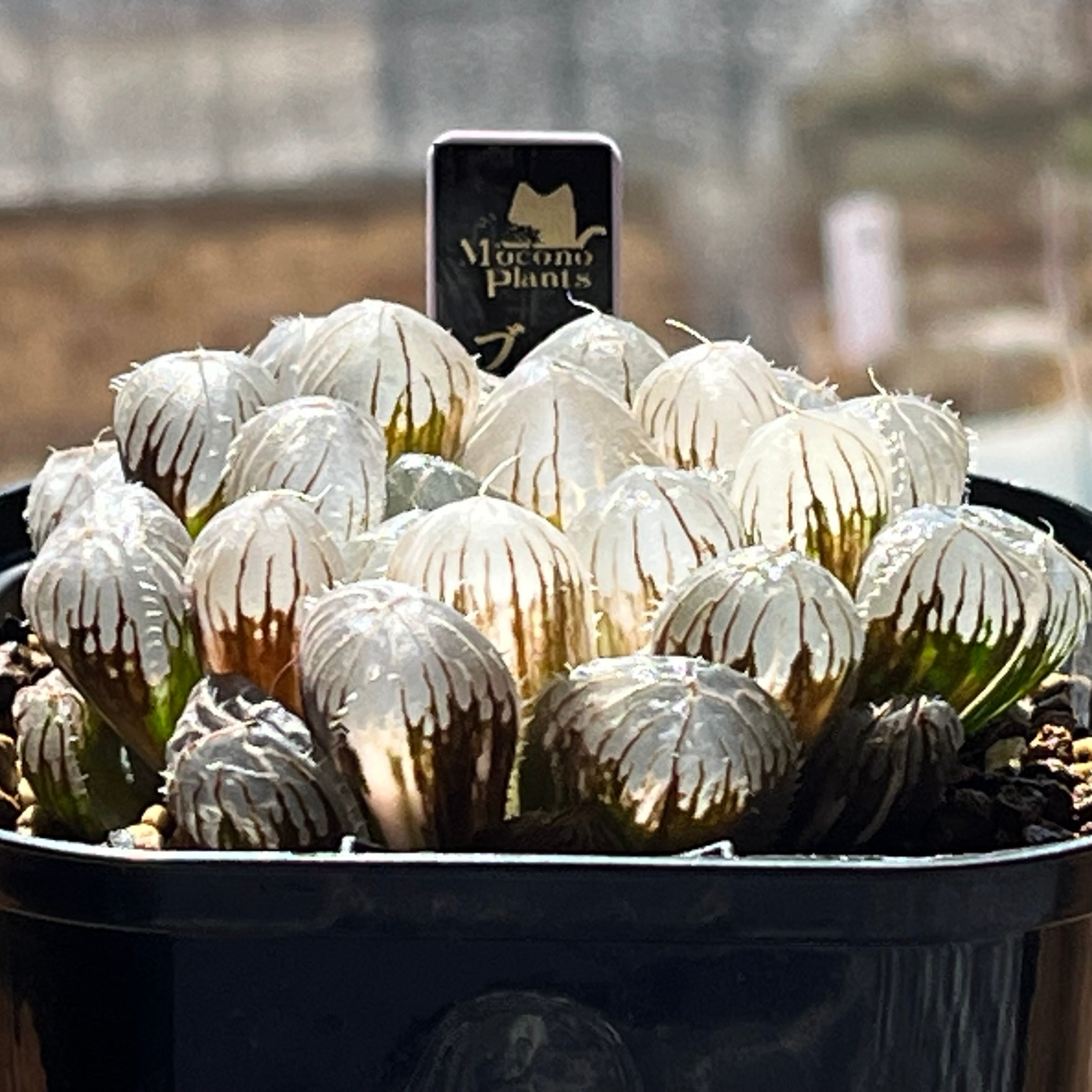 ハオルチア ブルーレンズ オブツーサ錦 | mocono_plants