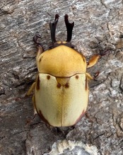 《カツラクワガタコガネ 20mm ♂♀♀トリオ》