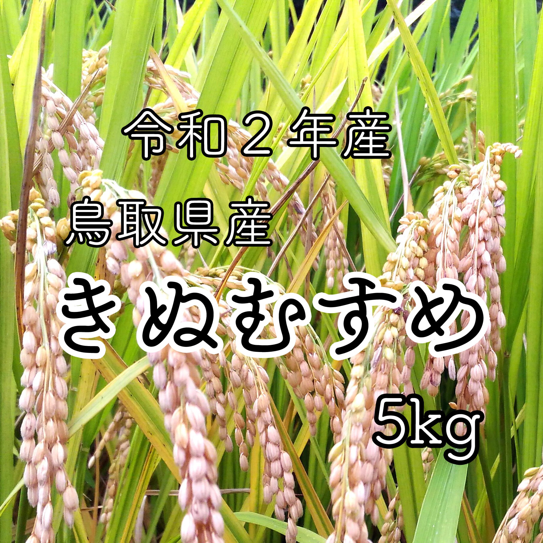 5kg　とっとりで暮らすのおみせ　玄米　新米　令和2年　]鳥取県佐治町産きぬむすめ