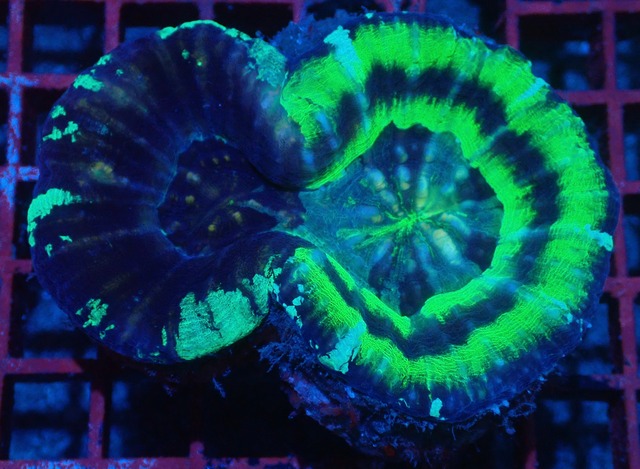 Scolymia HiendUltra AdultChimera