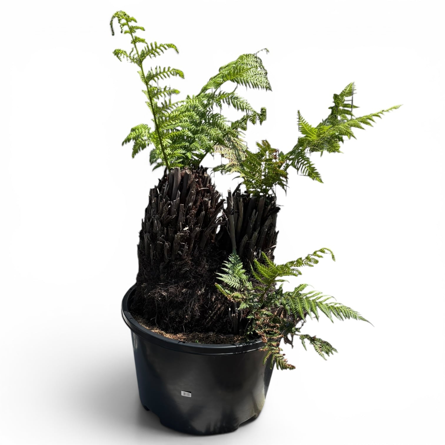 Plants | 3RD[i]VISION USED SHOP