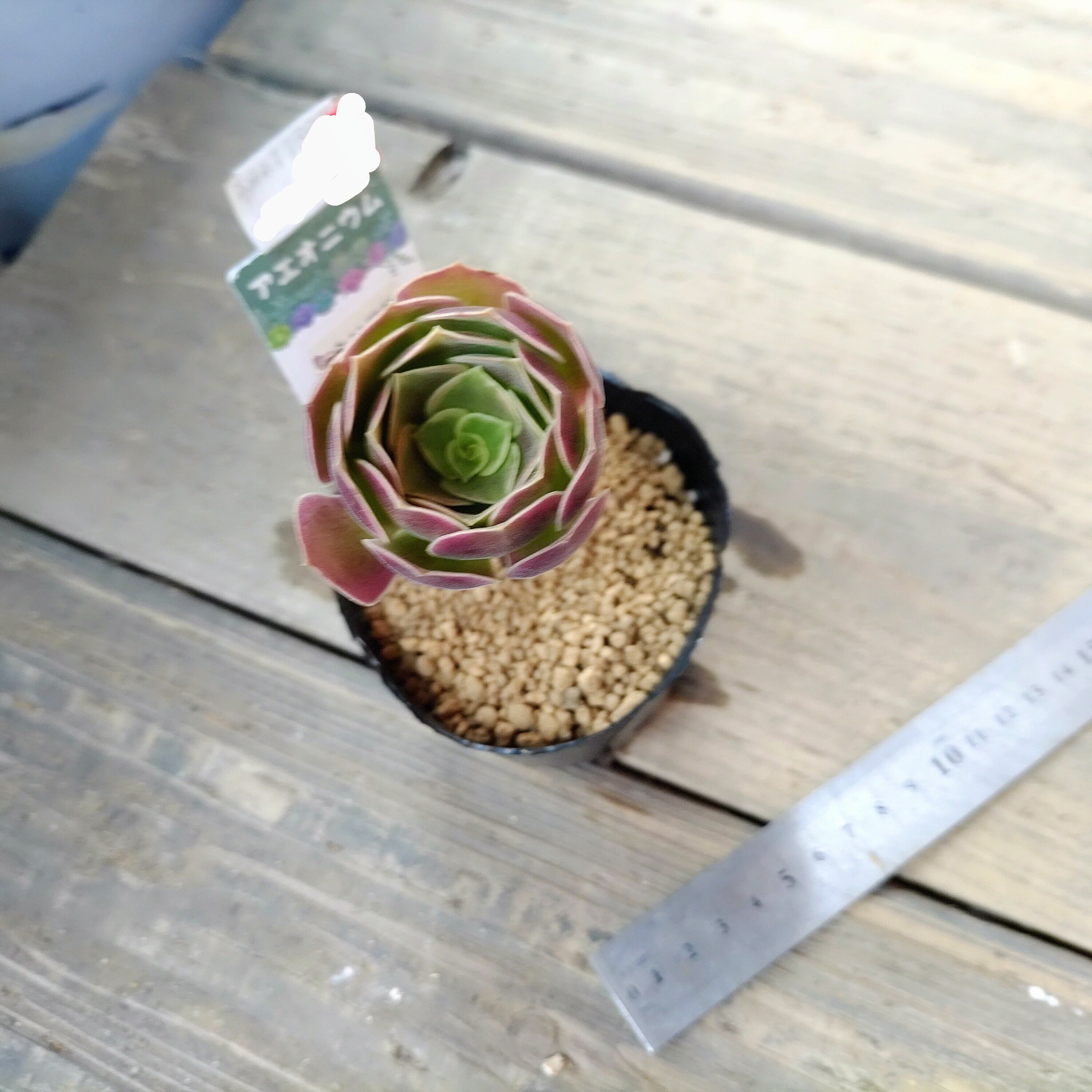 カナリア錦(アエオニウム) | RuPo 多肉植物専門店