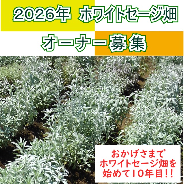 ２０２６年　オーガニック　ホワイトセージ畑のオーナー募集　３回お届けコース