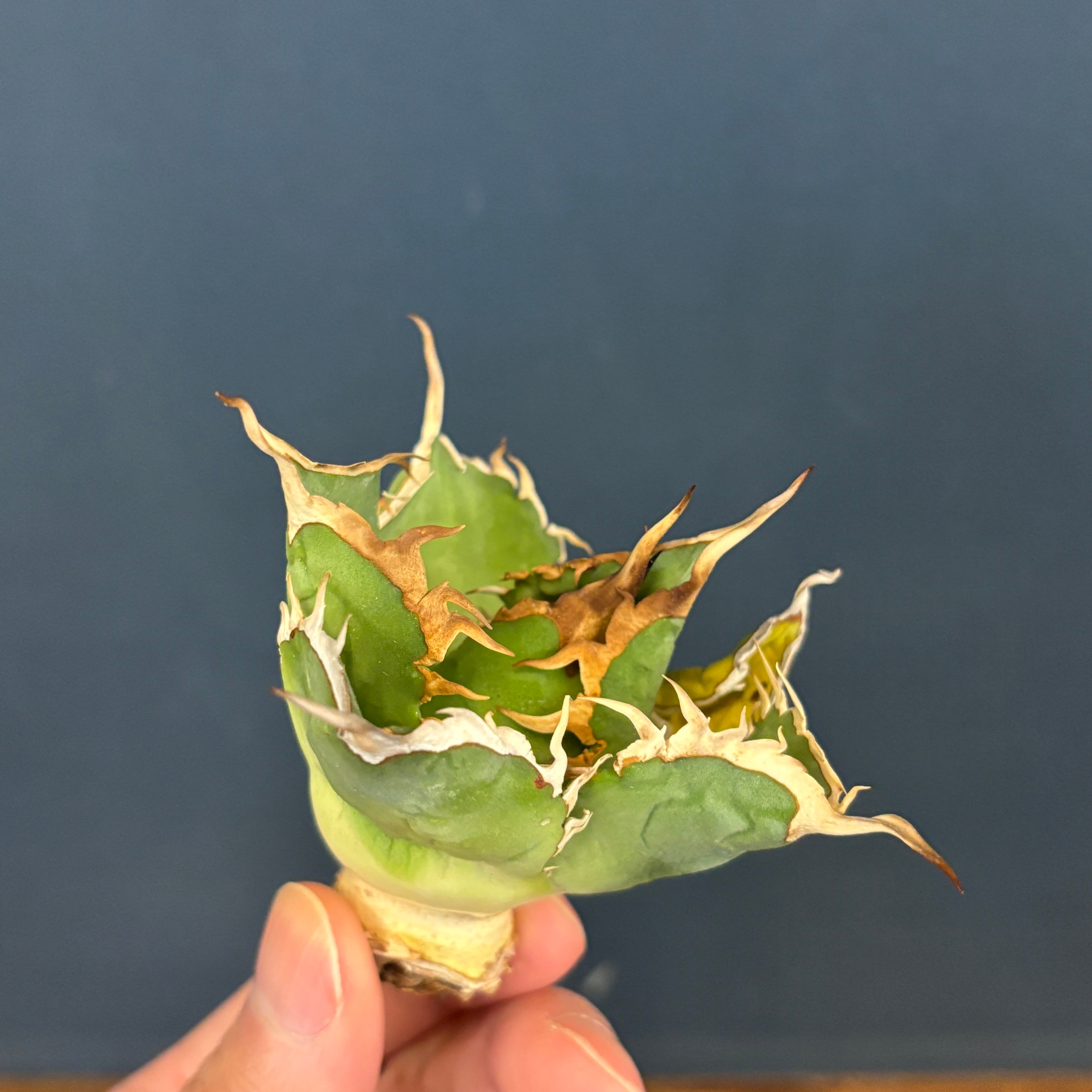 アガベ | PROTOLEAF プロトリーフ