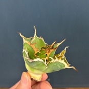 アガベ　チタノタ　エリトラ【517】