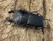 【WF3】《メタドルクス ロトゥンダトゥス 20.5mm ペア》