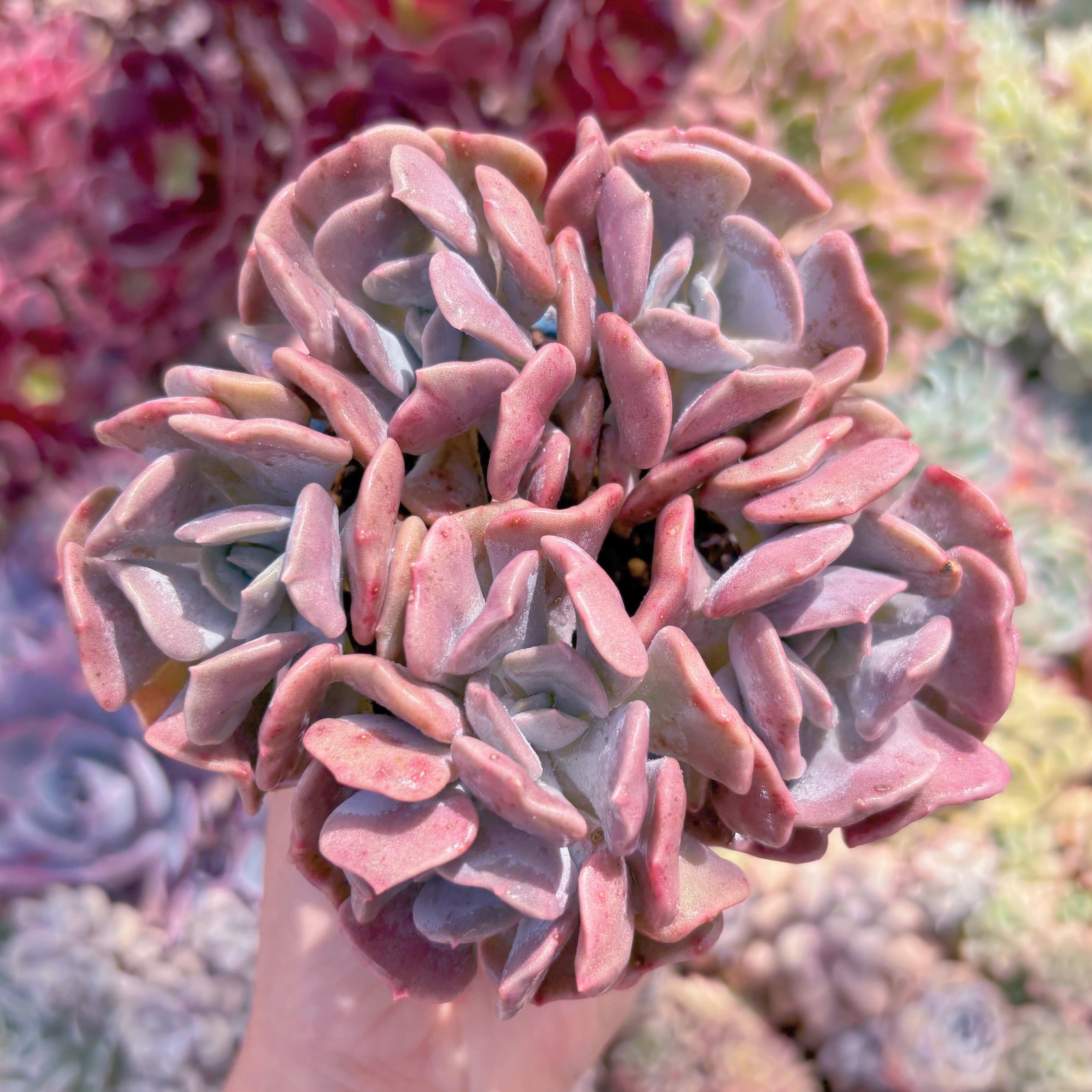 多肉植物　キュービックフロスト　群生　新入荷　るる農園