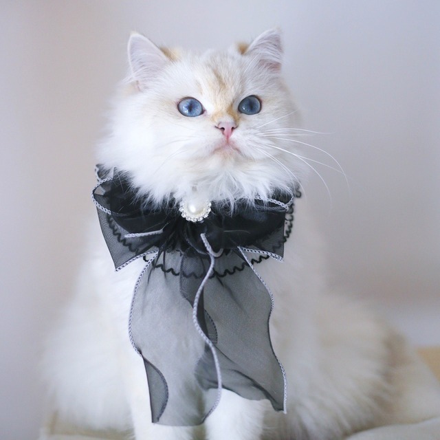 ブラックフリル 猫 リボン エプロン