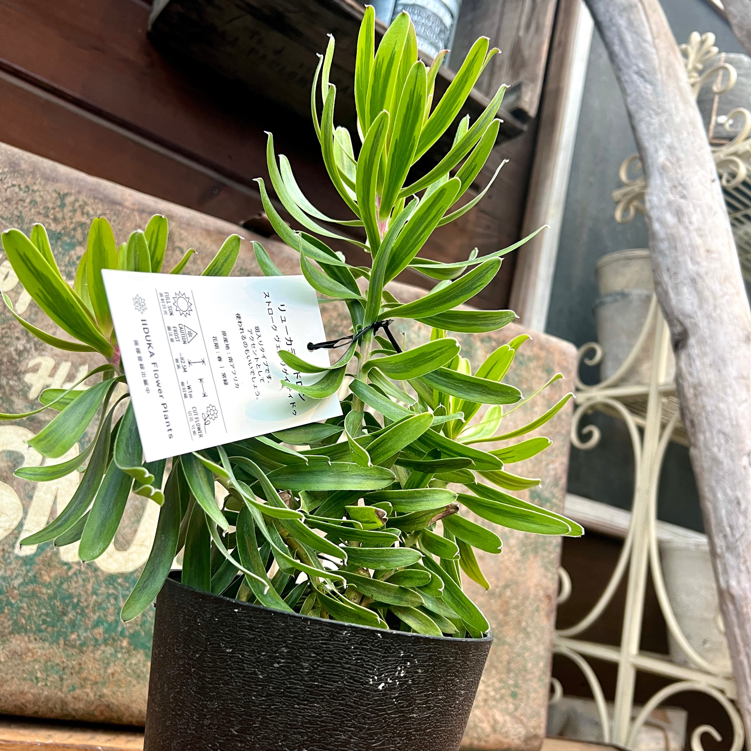 リューカデンドロン ストロークバリエゲイテッド | 沼ノ上農園