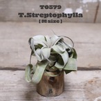 【送料無料】ストレプトフィラM〔エアプランツ〕現品発送T0579