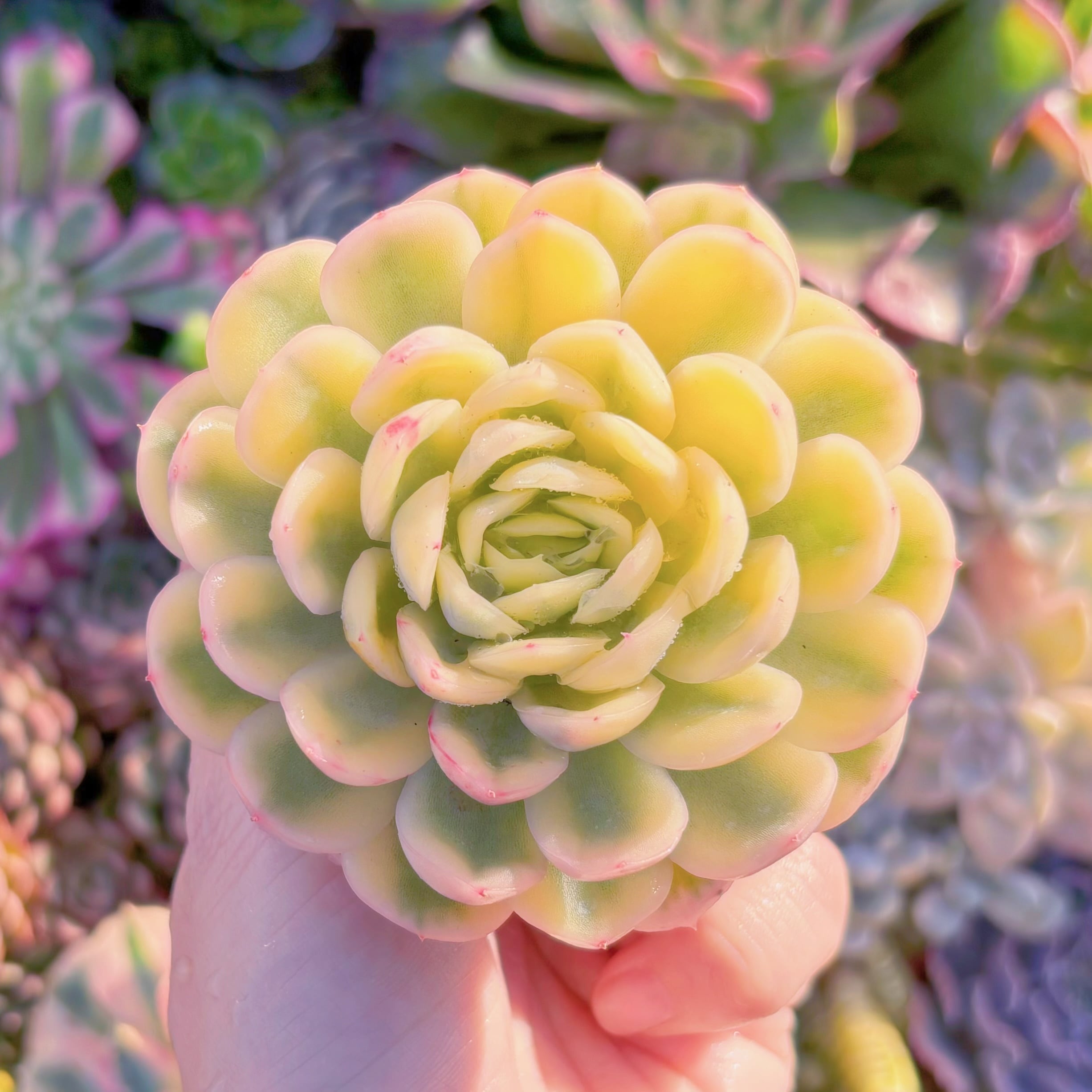 現品　ストロベリーアイス錦#798　美苗　新入荷　るる農園