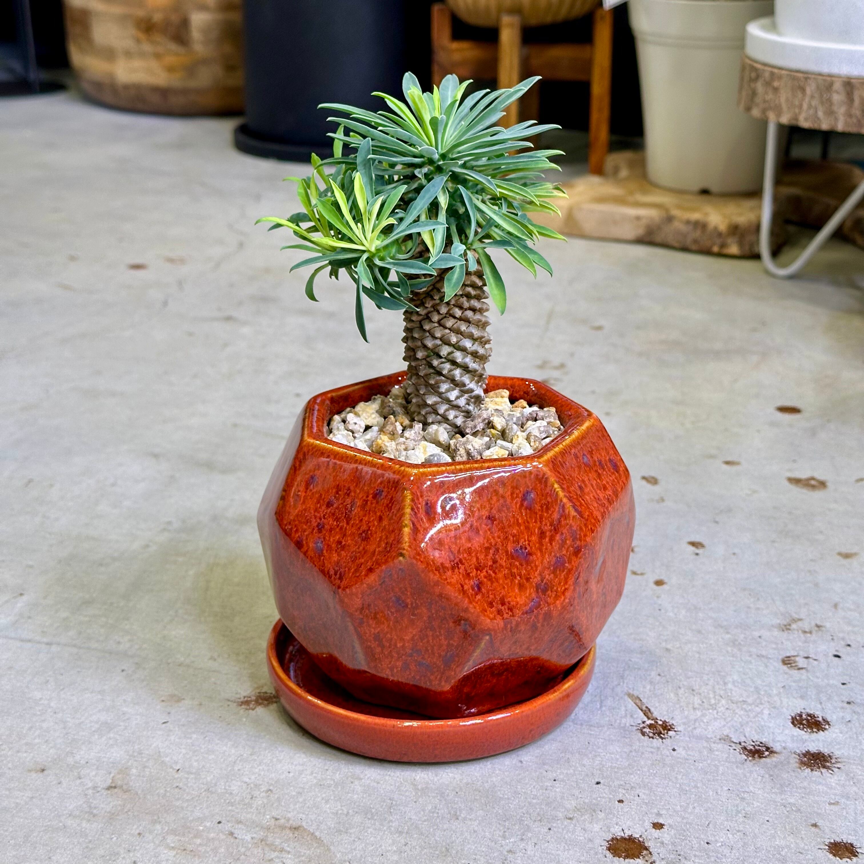 ゴビ石−1457 ゴビ瑪瑙　彫刻　パイナップル パイナップルコーン（ソテツキリン） | barrelplants_BONSAI