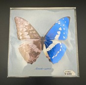 実寸大キプリスモルフォの腹背同体カード【※額無し】