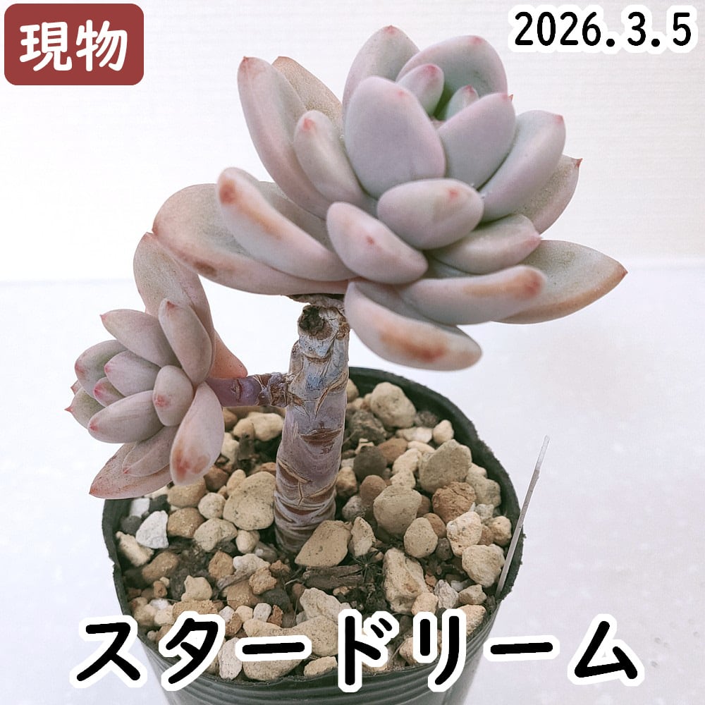 スパティフィラ厶　マウナロア 2026.02.24 マウナ・ロア マウナロア スパティフィラム | Pay ID