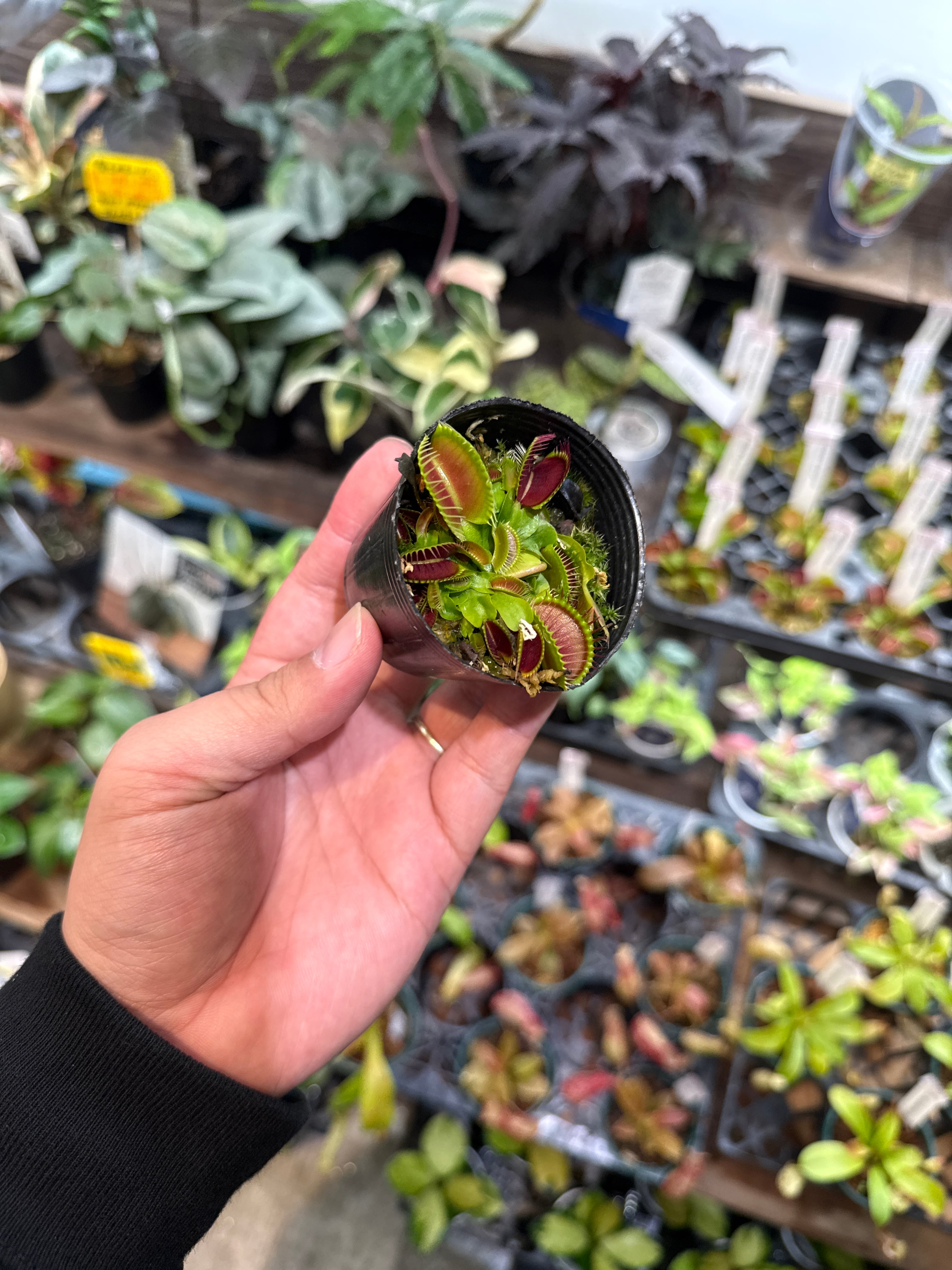 食虫植物】 Dionaea muscipula 