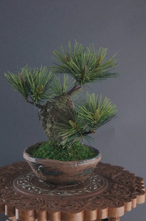 盆栽 錦松 Pinetree Bonsai #80（鉢変更）