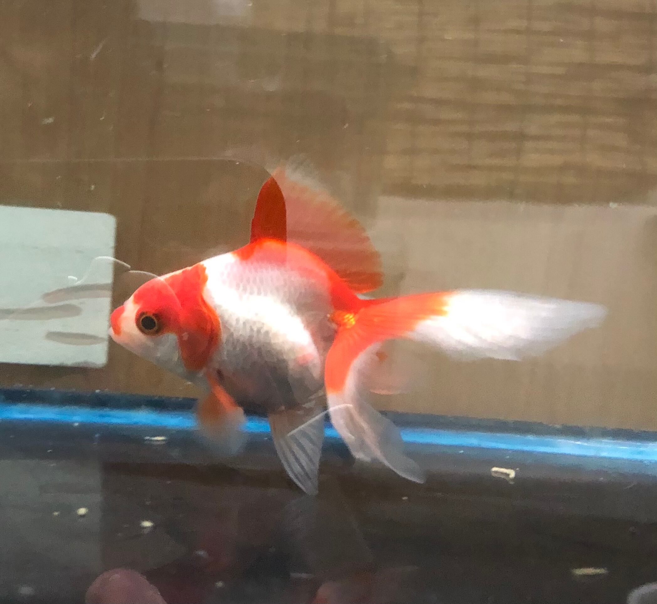 更紗琉金 金魚宝房