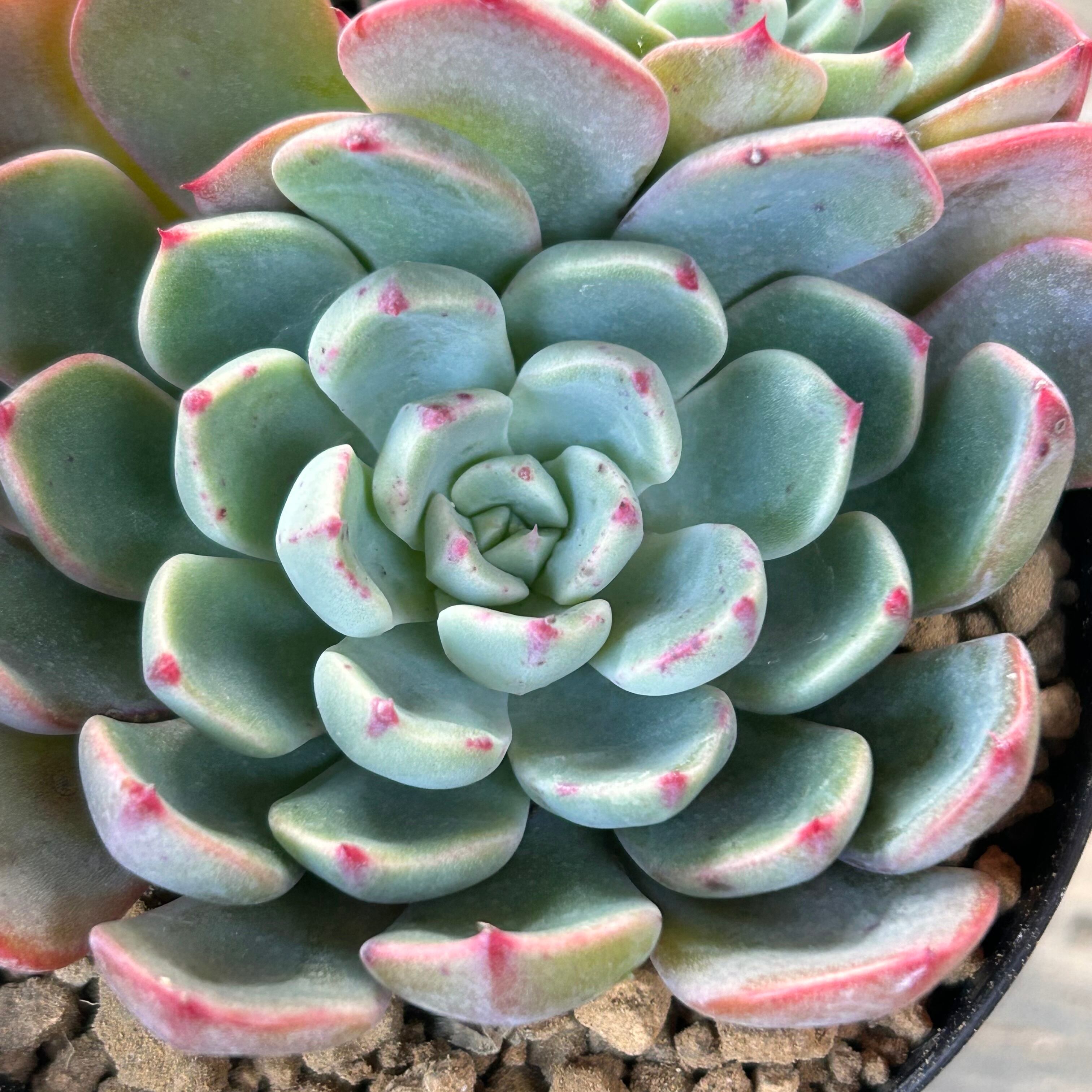 72#多肉植物ア工オニウム❤️レウコブレファラム❤️ 1大頭1小頭