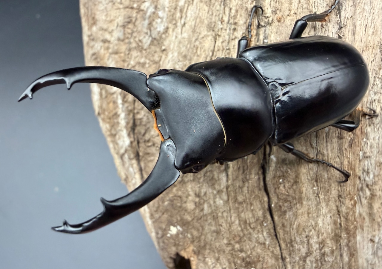 【WD】《ブラナウンコクワ 碧羅雪山産 63mm ♂♀♀トリオ》