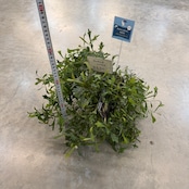 グレビレア シナフィエ【175】