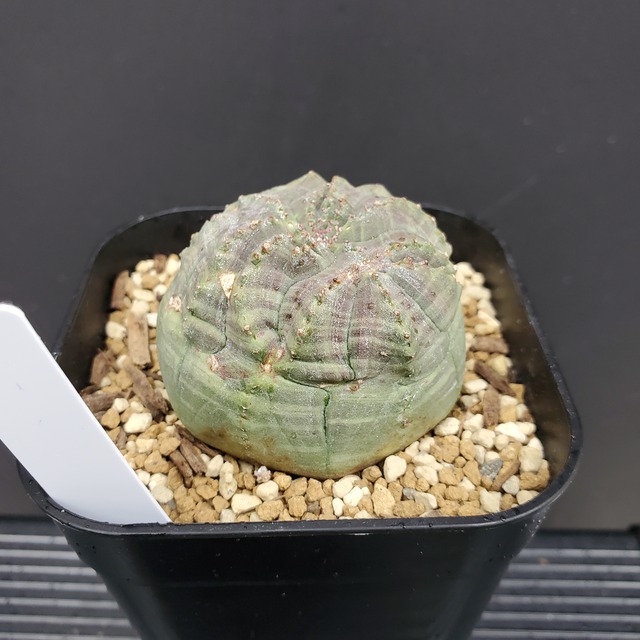 【イレギュラータイプ】Euphorbia obesa ユーフォルビア オベサ