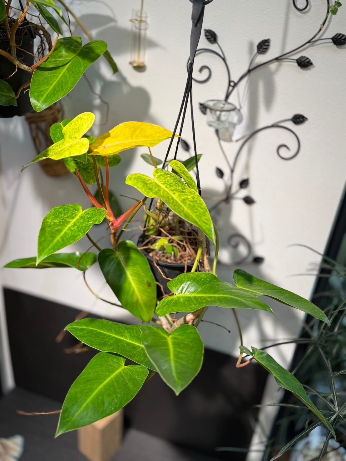 メキシカナム フィロデンドロン 希少 観葉植物 3.5号 ヘゴ付き