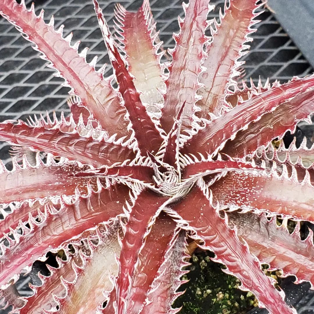 F00509_【Otto #02】Dyckia dawsonii Hybrid 'Purple Silver' x 'Big