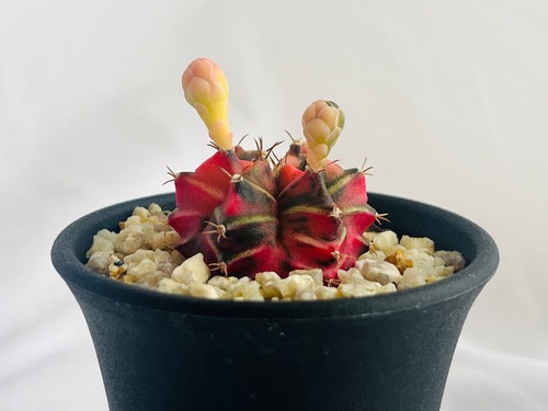 Gymnocalycium mihanovichii  緋牡丹錦　ピンク斑　サボテン