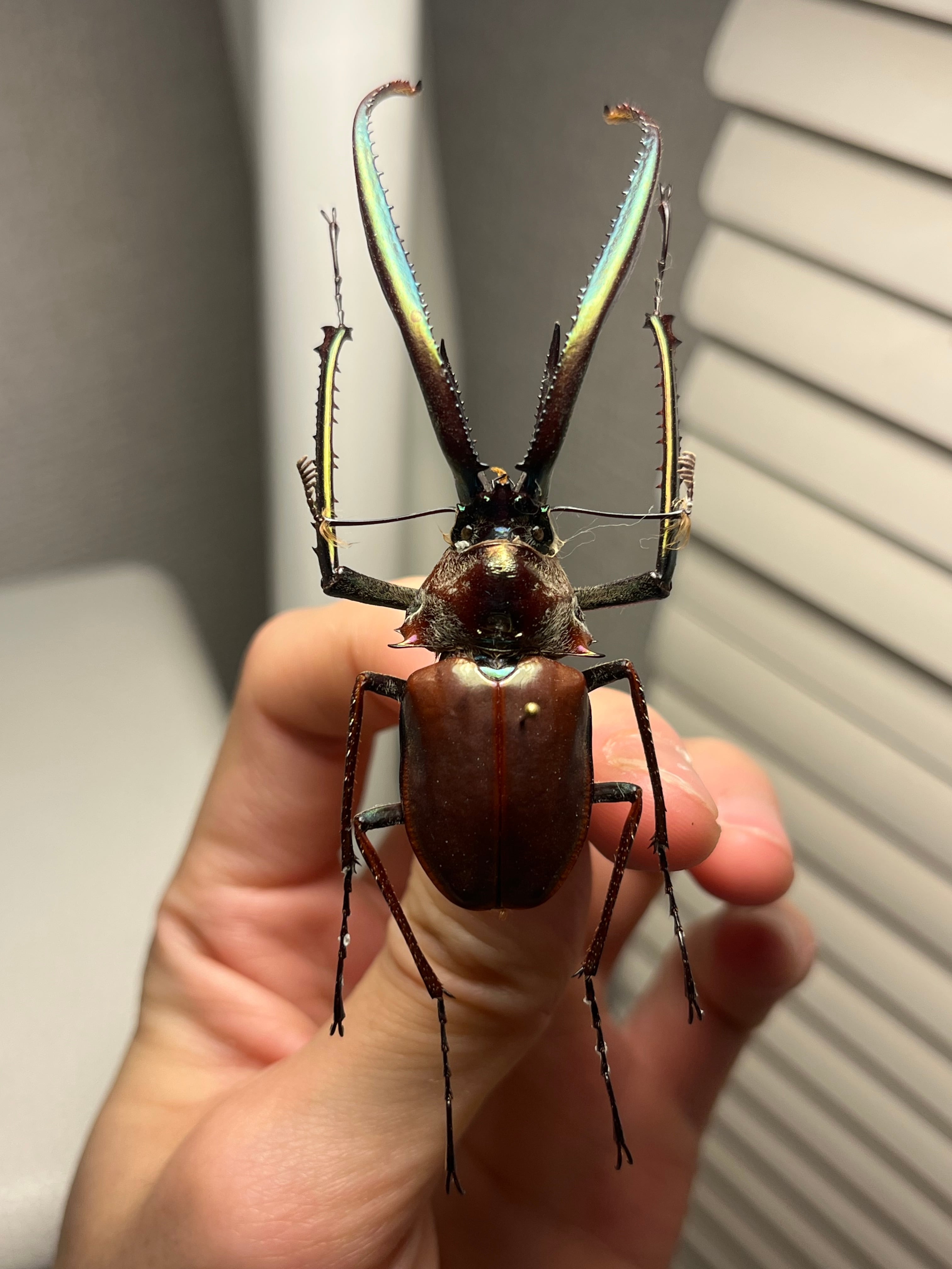75mm】チリクワガタ メタリフェルホソアカクワガタ Wild 昆虫標本