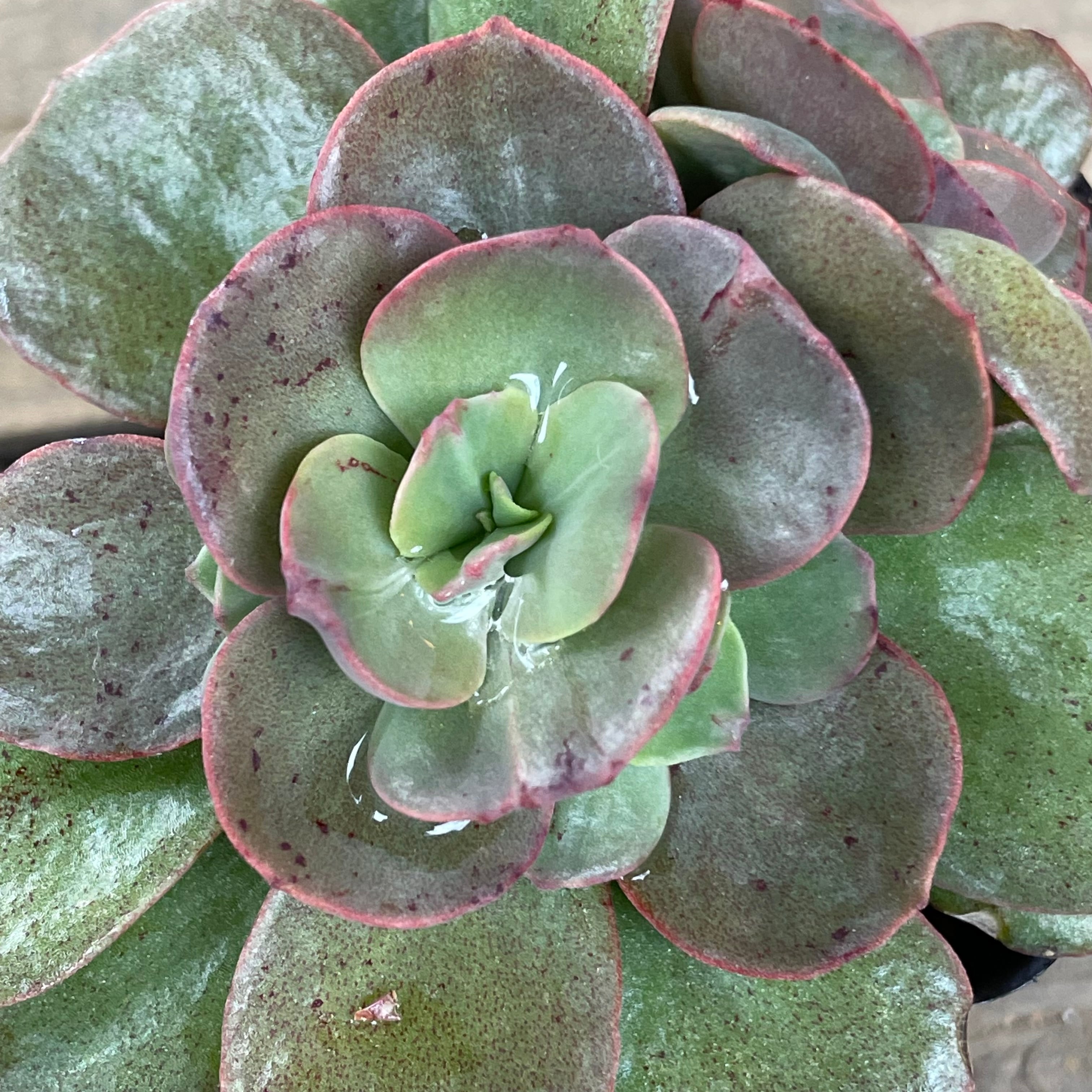 【キノピヨ】星桃錦からの葉挿し キノピヨ】星桃錦からの葉挿し キノピヨ】星桃錦からの葉挿し