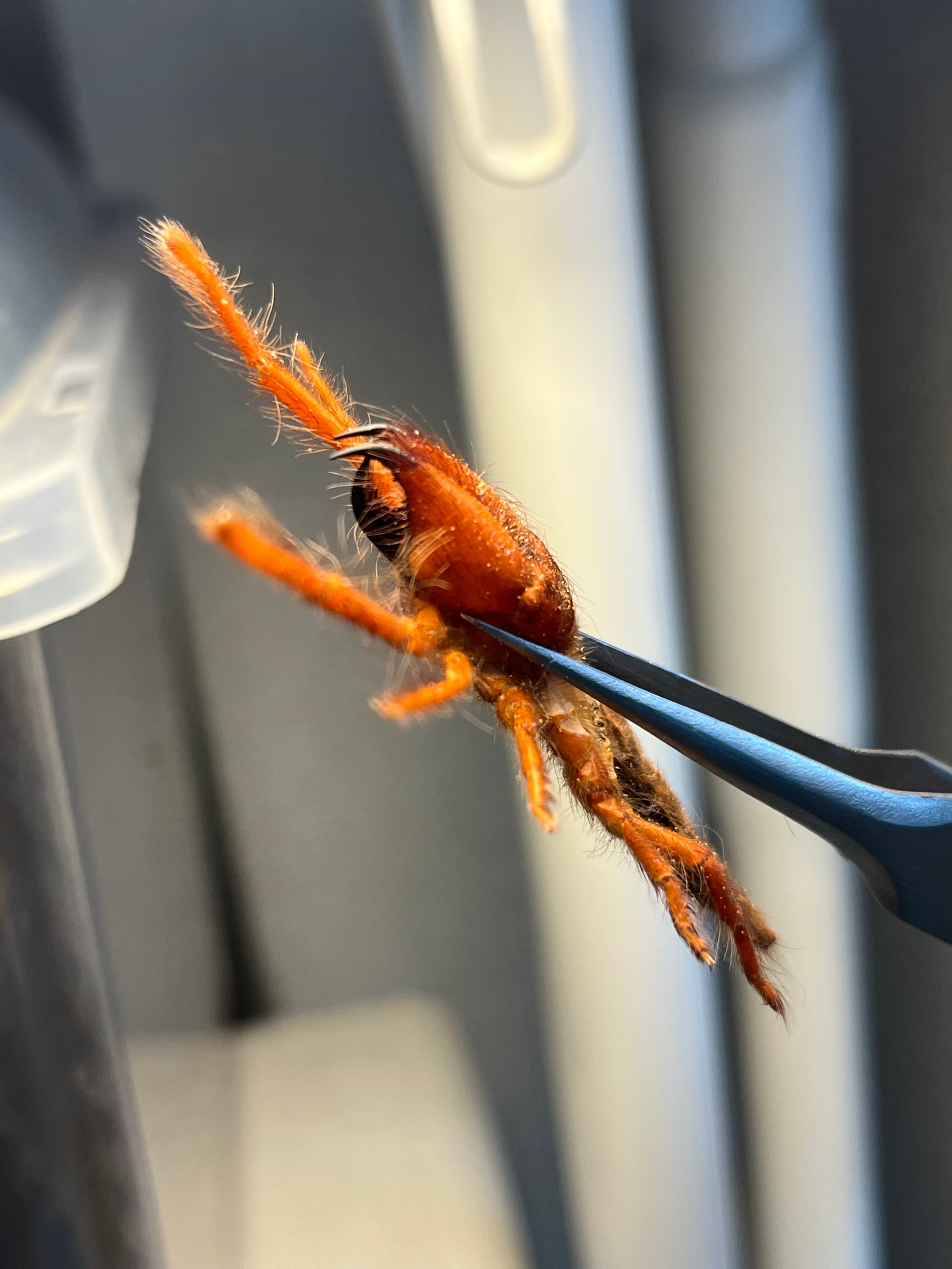 ブラッドレッドヒヨケムシ Dinorhax rostrumpsittaci 奇蟲標本 標本