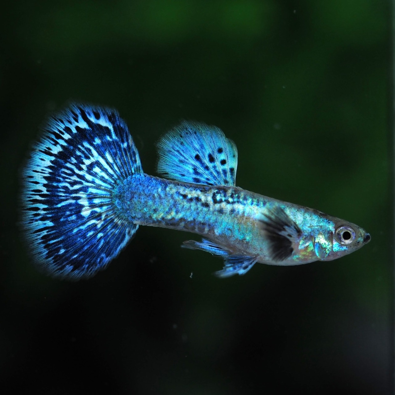 プラチナブルードラゴン　若魚1ペア＋おまけメス1匹