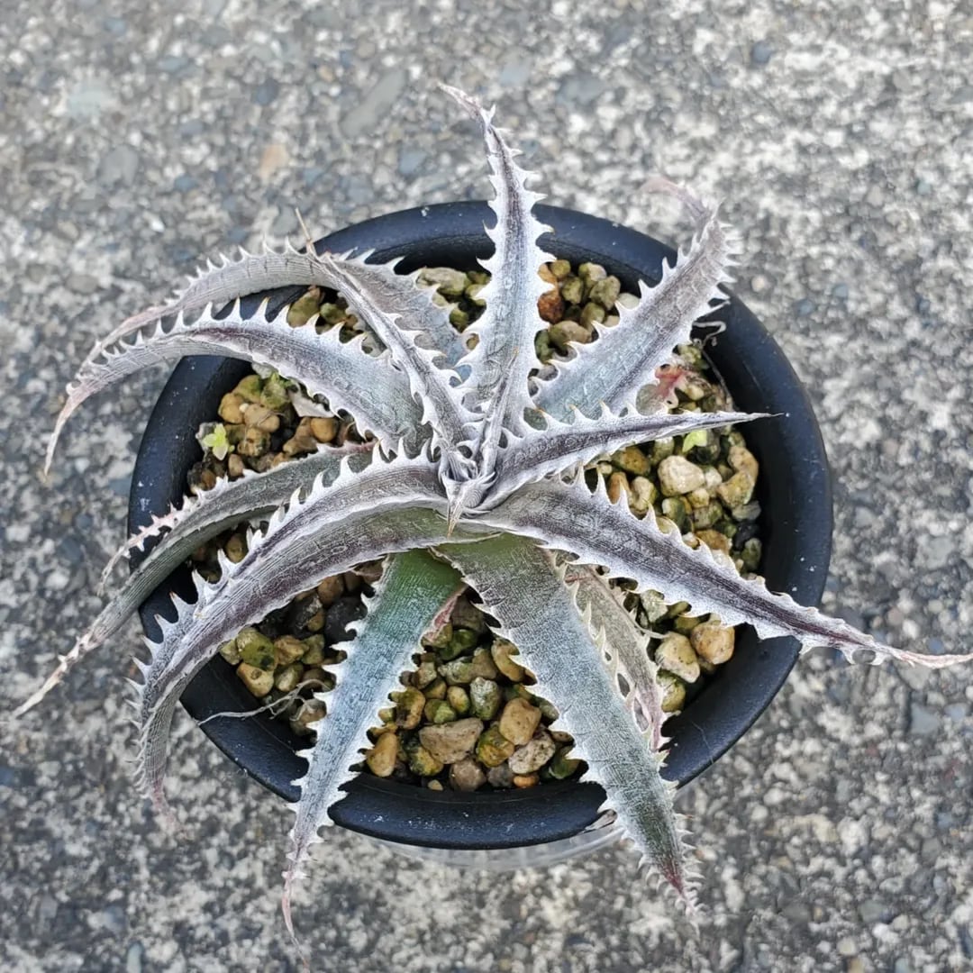 F00540_Aloe Hybrid：アロエ・ハイブリッド | レアプランツ通販サイト