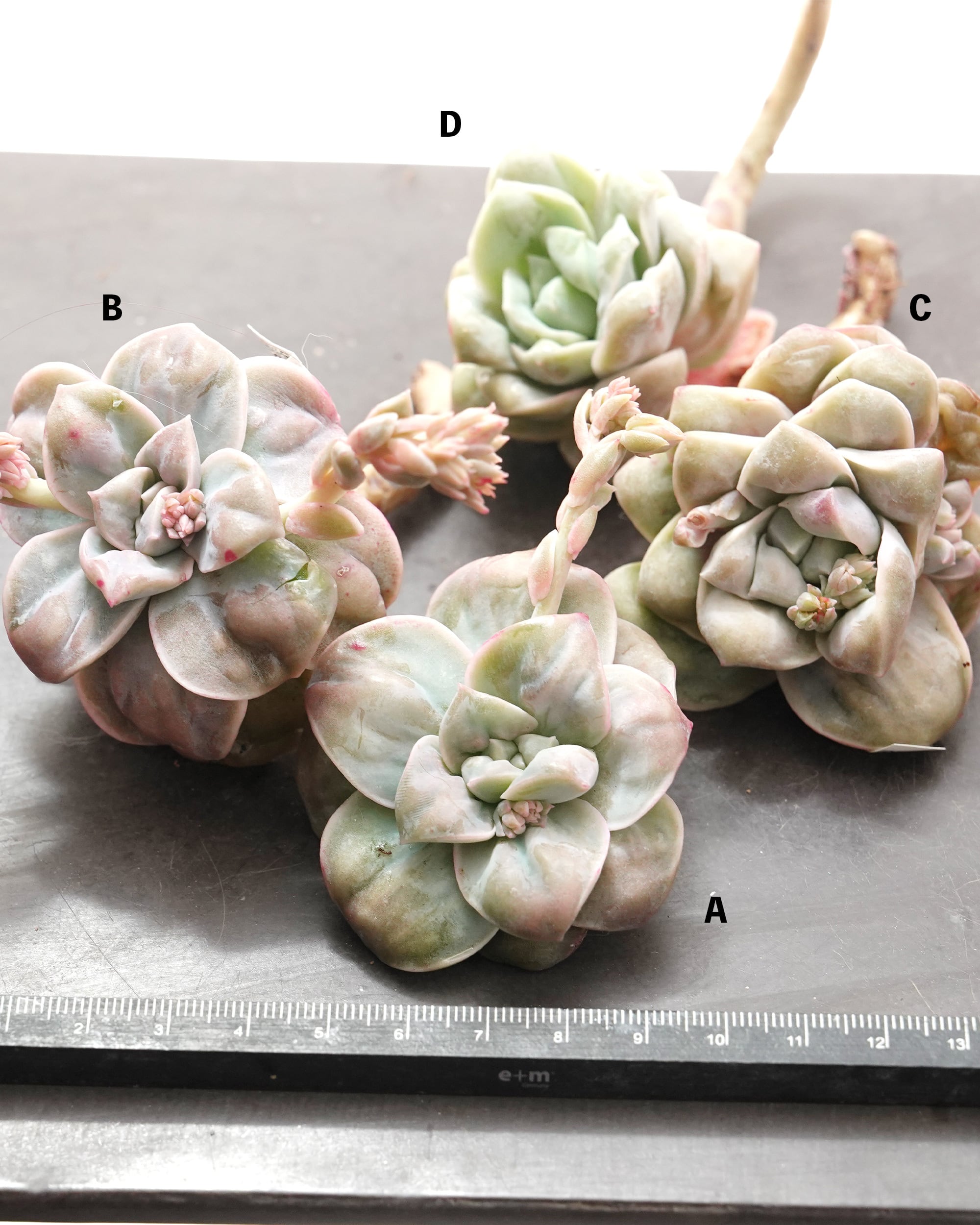 カット苗 ラブリーローズ ドロップス Echeveria 'Lovely Rose Drops