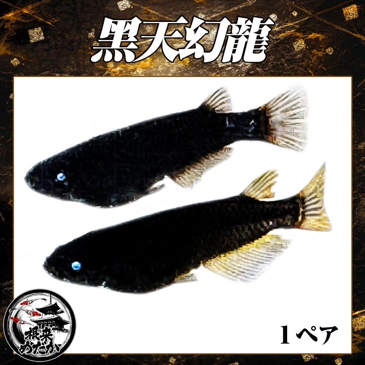1ペア】黑天幻龍 | メダカ専門店 根来めだか