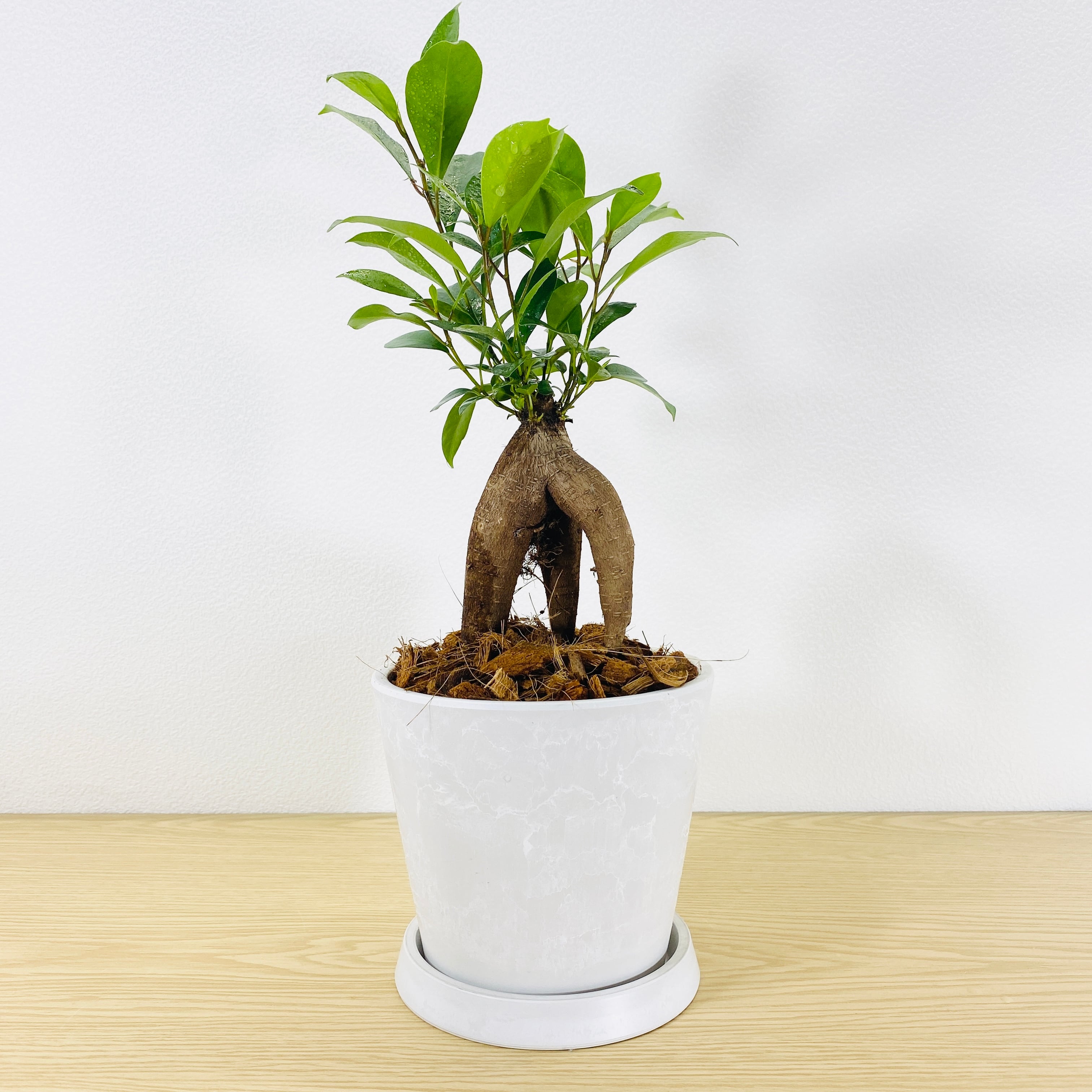 ガジュマル・多幸の木 [観葉植物・1点もの] 3本足でしっかりと立っ