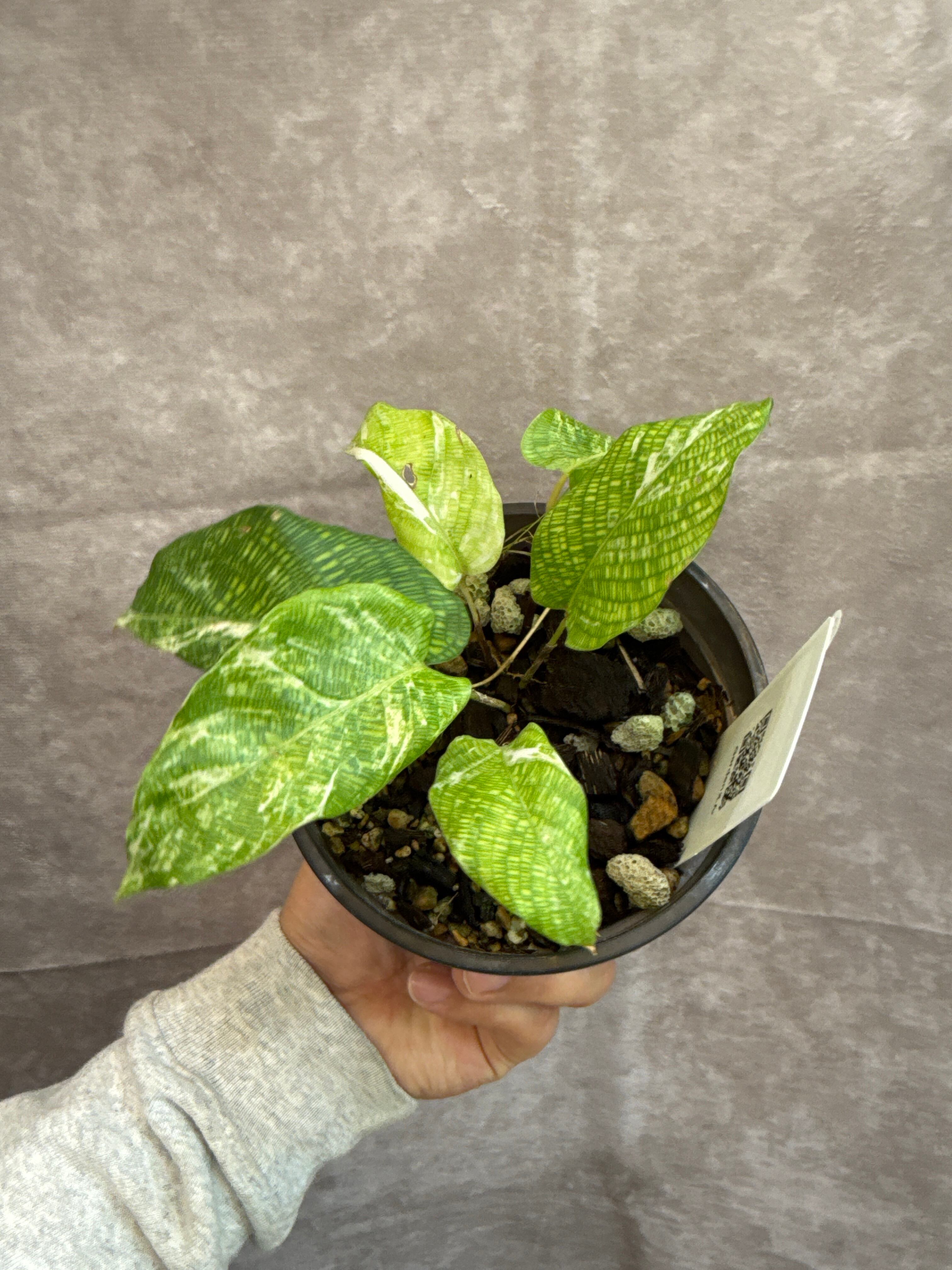 A カラテア ムサイカ斑入り | Gardenえん 【観葉熱帯植物】 A カラテア ムサイカ斑入り | Gardenえん 【観葉熱帯植物】